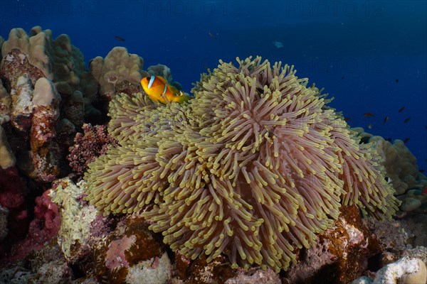 Magnificent sea anemone