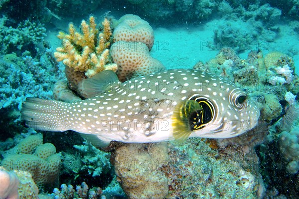 White-spotted puffer