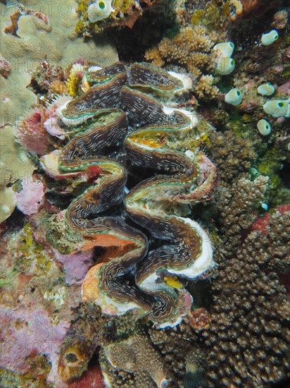 Fluted giant clam