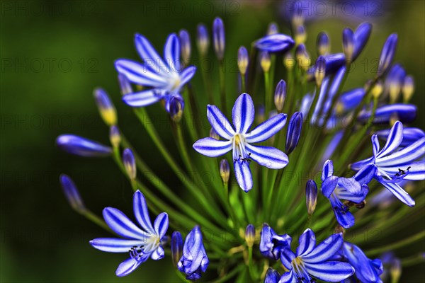 Blue lilies of the nile