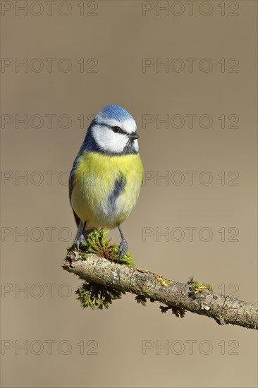 Blue tit