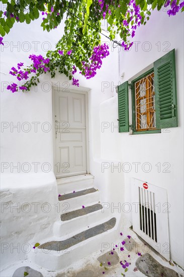 Cycladic white houses with pink bougainvillea