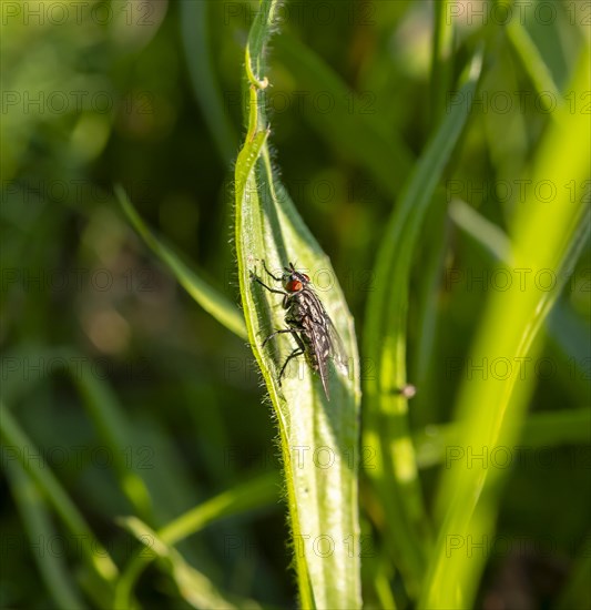 House fly