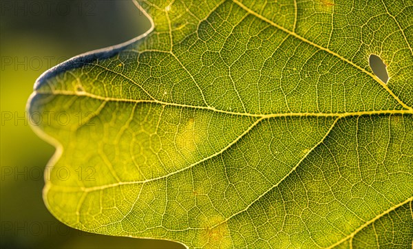 Leaf of an oak