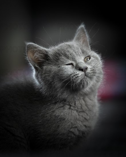 British Shorthair male