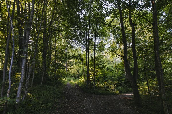 Waldweg