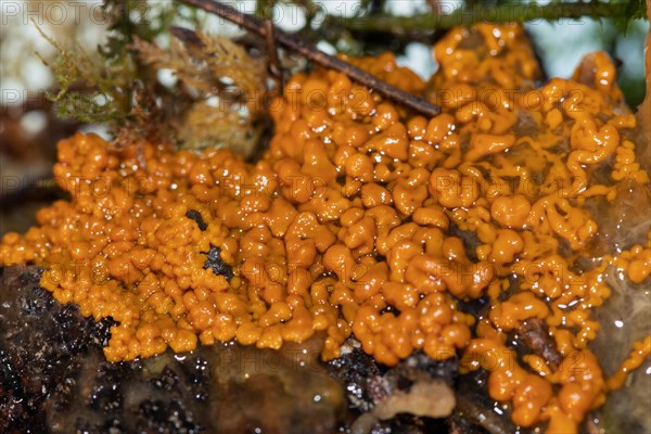 Slime mould Plasmodium multinucleate gelatinous orange mass on tree trunk