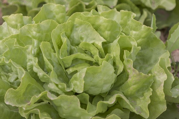 Head of lettuce