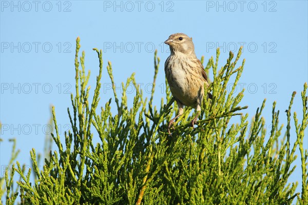 Linnet