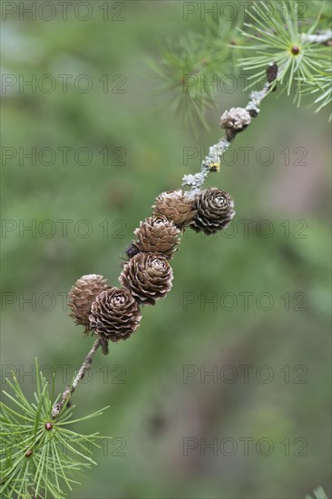 Larch cone