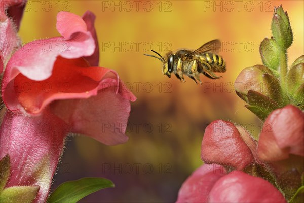 European wool carder bee