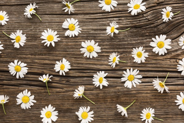 Flat lay daisies arrangement wood