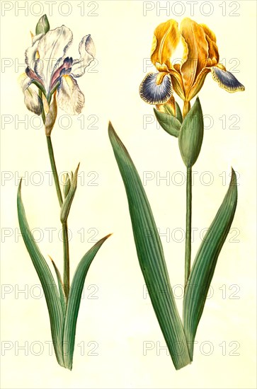(Iris pallida), pale iris and Iris variegata, variegated iris, Historic, digitally restored reproduction from a 19th century original