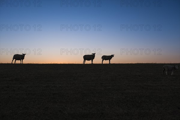 Sheep standing on a dike in the sunset looking at the camera