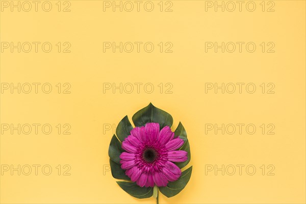 Pink gerbera flower green leaf