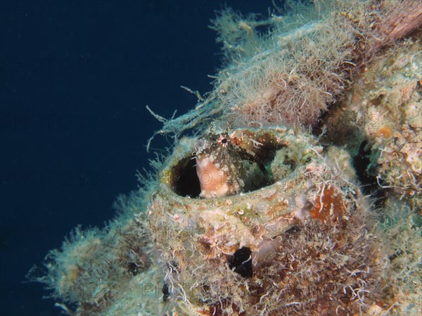 A sabre-toothed blenny