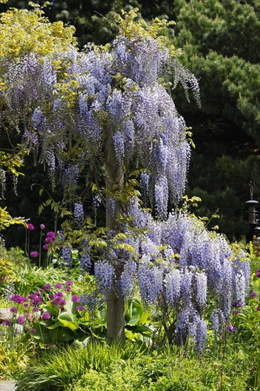 Japanese blue vine