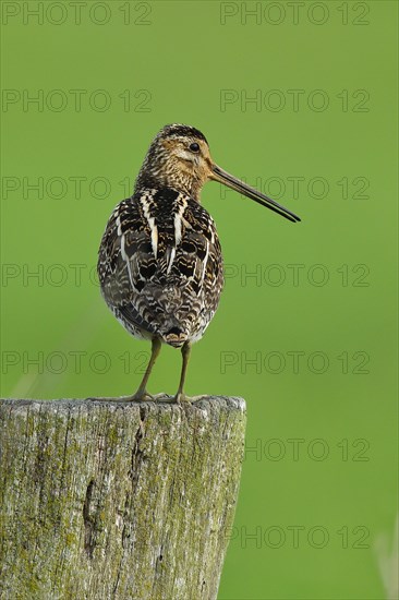 Common Snipe