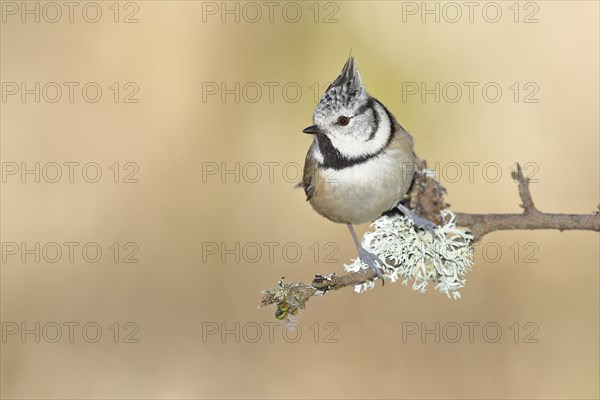 Crested tit