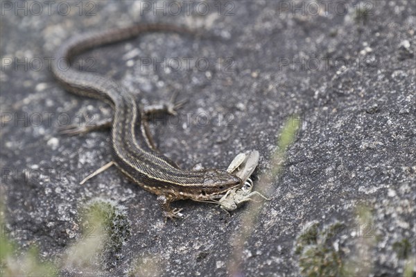 Viviparous lizard