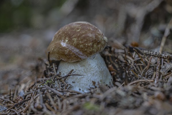 Boletus