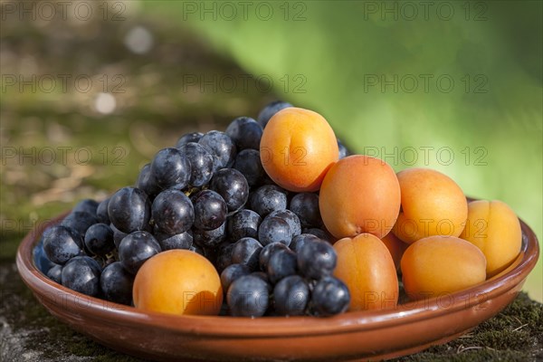Fruit bowl with apricots and grapes