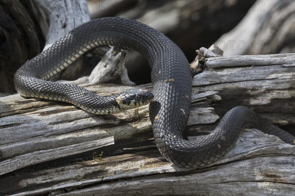 Grass snake