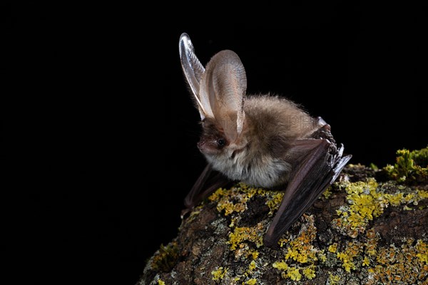 Brown long-eared bat