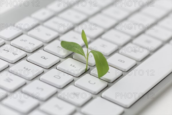 Keyboard with small plant