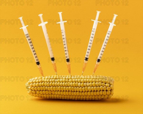 Delicious corn gmo modified food