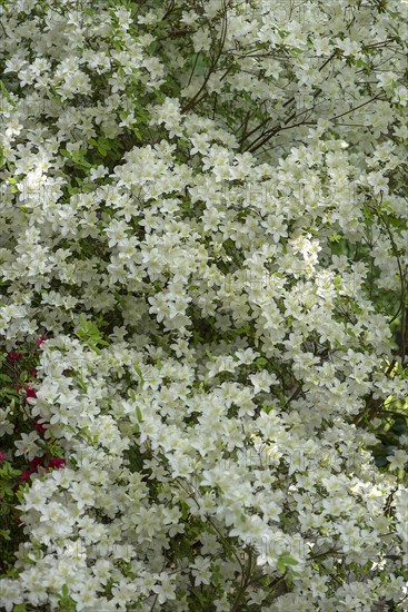 Blossoms of a white azalea