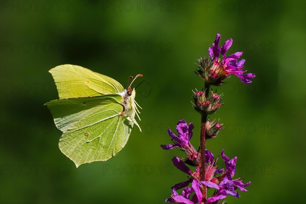 Brimstone