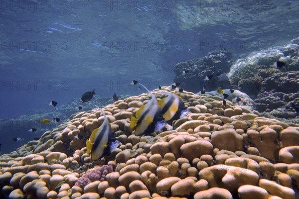 Three specimens of red sea bannerfish