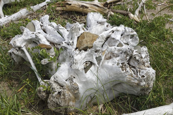 Driftwood on the beach