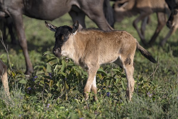 Wildebeest