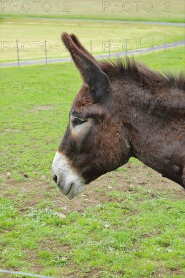 Catalan donkey