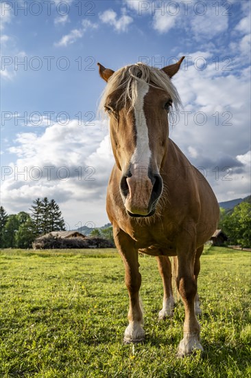 Haflinger horse