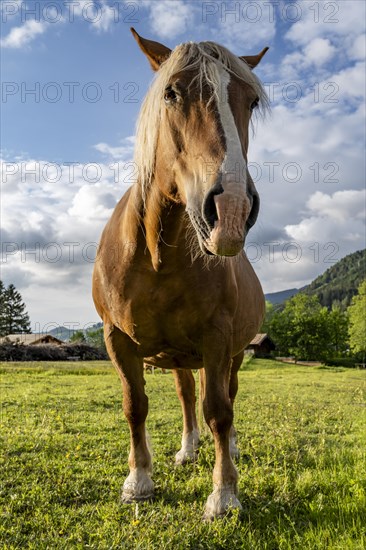 Haflinger horse