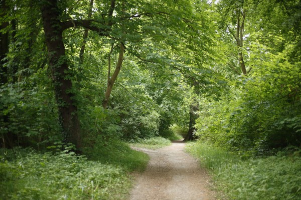 Forest path