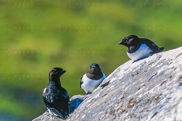 Little auks sitting on a rock in Svalbard