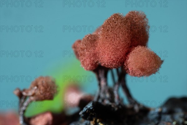 Brick-red stalk slime mould several fruiting bodies with dark stalks and woolly-felty red hats next to each other in front of blue sky