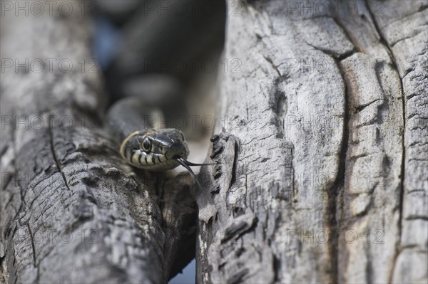 Grass snake