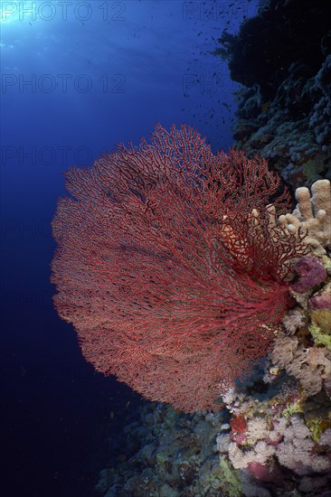 Red knot coral