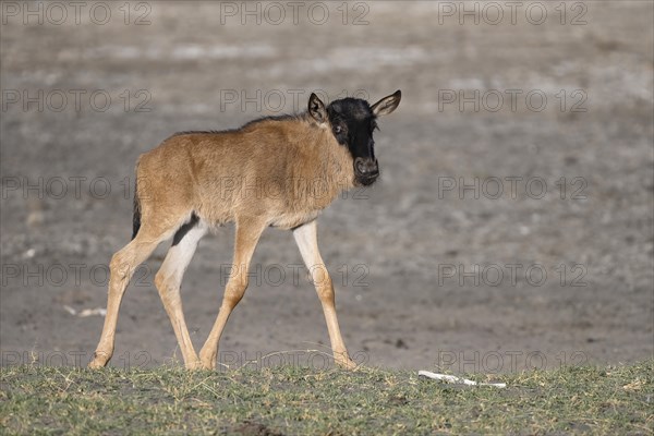 Wildebeest