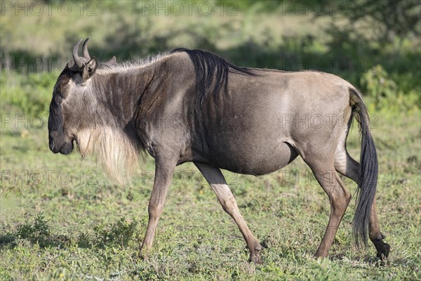 Wildebeest