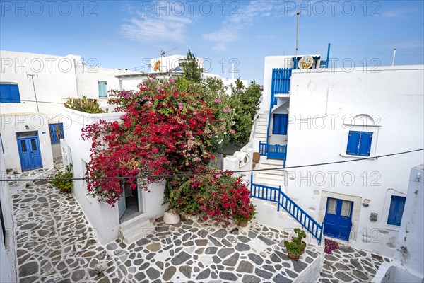 White Cycladic houses with red bougainvillea