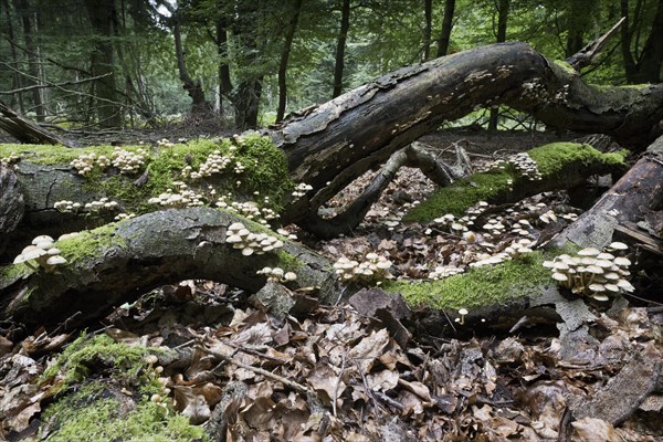 Sulphur tuft