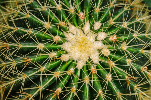 or Kroenleinia grusonii also known as golden barrel cactus