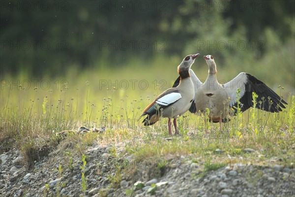 Egyptian goose