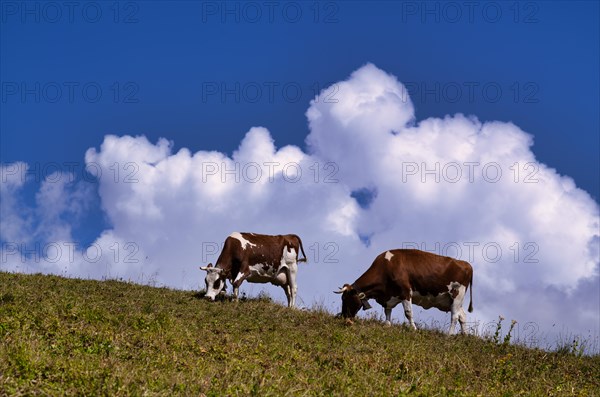 Dairy cows in the pasture